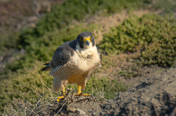 Peregrine Falcons in the wild, perched and preening on a cliff over the Pacific Ocean