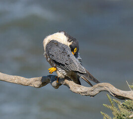 Peregrine Falcons in the wild, perched and preening on a cliff over the Pacific Ocean