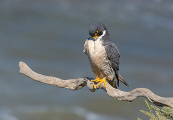 Peregrine Falcons in the wild, perched and preening on a cliff over the Pacific Ocean