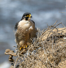 Peregrine Falcons in the wild, perched and preening on a cliff over the Pacific Ocean