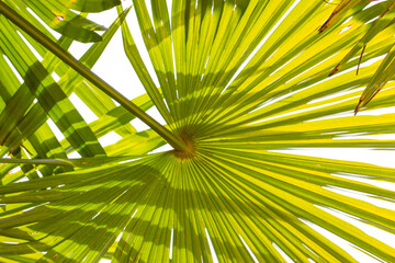 Green palm leaves background and texture. Jungle, rainforest, botanical garden concept. Natural green abstract background of tropical exotic palm trees foliage in sunshine. Summertime nature pattern.