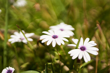 Fleur blanche