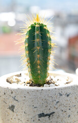 cactus in a pot
