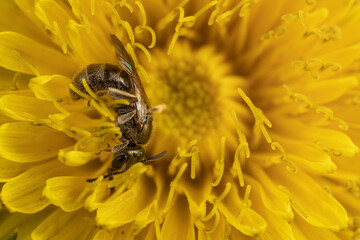 Bee on Dandelion