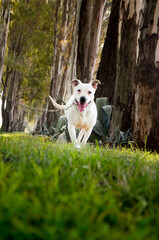 dogo argentino - perro