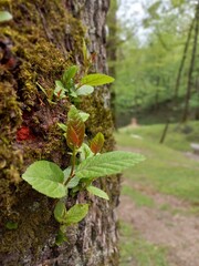 moss on tree
