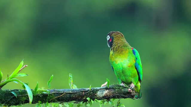 a brown-hooded parrot perched on a branch flies off at boca tapada in costa rica