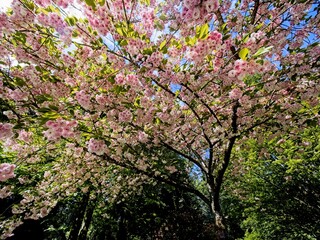 Pink and white blossoms on a blooming cherry tree