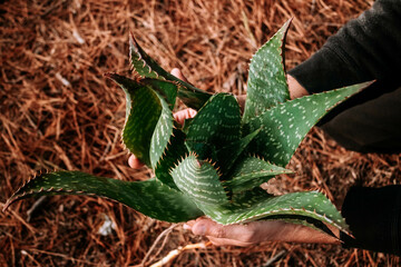 manos sosteniendo planta de aloe vera sobre fondo textura bosque