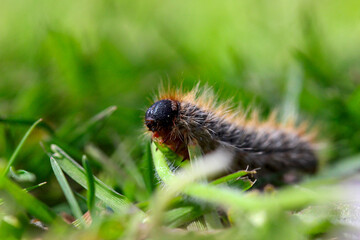une chenille processionnaire du pin dans de l'herbe verte (gazon vert) en troupeau en gros plan (macro) - (thaumetopoea pityocampa)