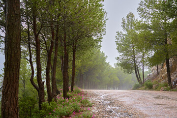 Obraz premium Route foret