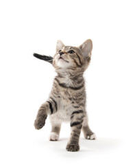 Cute tabby kitten on white