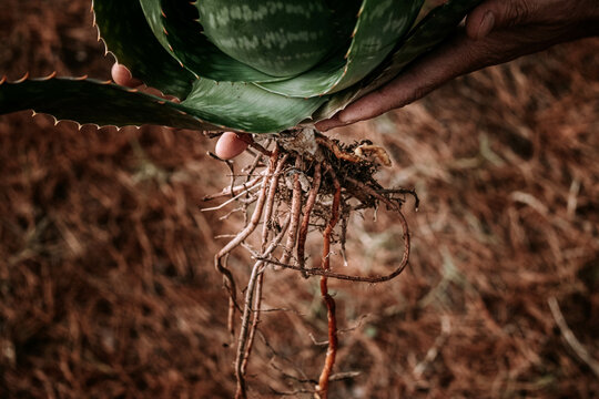manos sosteniendo raices de aloe vera sobre fondo de un bosque