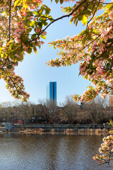 Boston Charles River Esplanade on a sunny spring day with cherry blossom. The Charles River Esplanade is a public park situated in the Back Bay area of the city, on the south bank of the Charles River