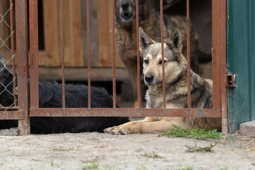 Dogs in a shelter for homeless animals.Adult mongrel dogs in an old aviary are waiting for adoption.