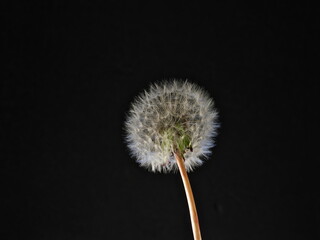 Tokyo, Japan - May 3, 2022: Closeup of parachute ball of dandelion on black background
