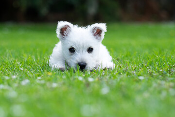 Westie baby dog puppy on grass in garden with copyspace - obrazy, fototapety, plakaty