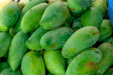 Green mango fruits in Johor, Malaysia