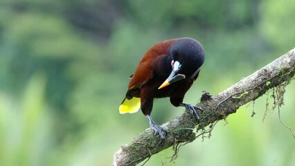 a montezuma oropendola perched on a branch goes upside down and makes its strange call at boca tapada in costa rica