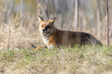 Red fox family in spring