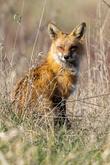 Male red fox in spring