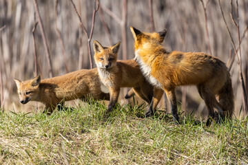 Red fox family in spring