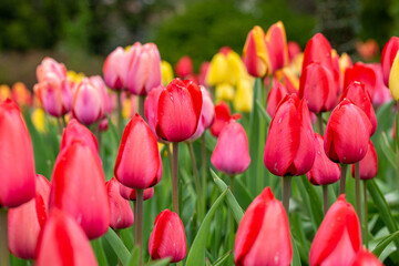 Fototapeta premium red tulips in the garden
