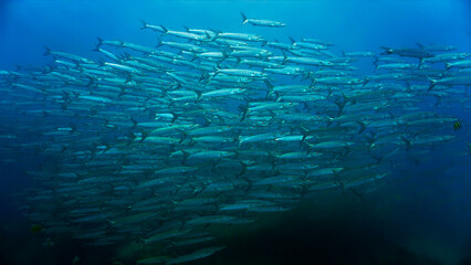 Schools of barracuda fish in the deep blue sea