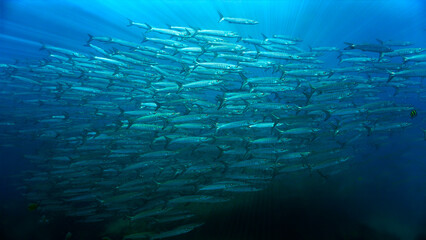 Schools of barracuda fish in the deep blue sea