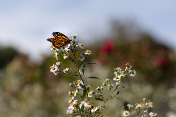 Wedding butterfly detail