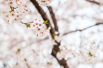 Cherry blossom in full bloom