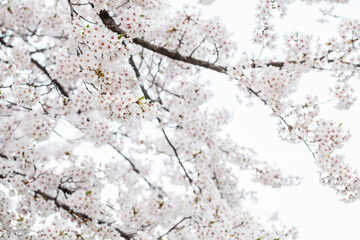 Cherry blossom in full bloom