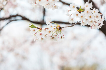 Obraz premium Cherry blossom in full bloom