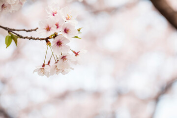 Cherry blossom in full bloom