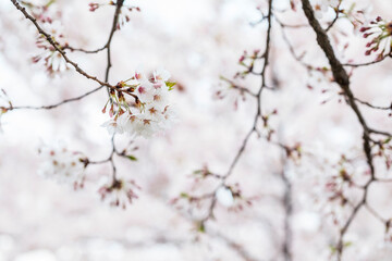 Cherry blossom in full bloom