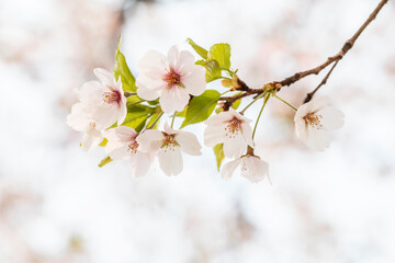 Cherry blossom in full bloom