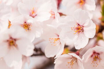 Fototapeta na wymiar Cherry blossom in full bloom