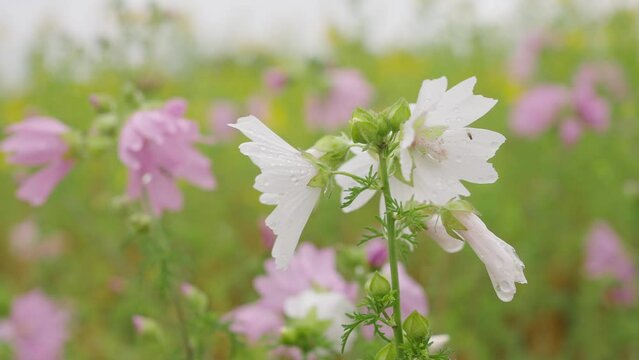 Close up of musk mallow pink and white flowers on garden field, day