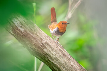 北海道の6月、コマドリの初夏。
