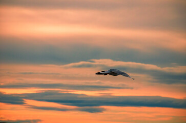 volando en el atardecer