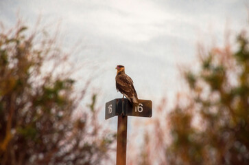 patagonian falcon resting