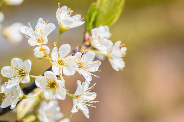 Plum blossom in spring garden on blurred background.