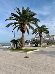 Fototapeta na wymiar Palmen an der Uferpromenade Stadt Vieste in Apulien / Italien in Europa