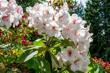 Rhody's @  Scenic Beach St Pk