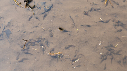 おたまじゃくしの群れ