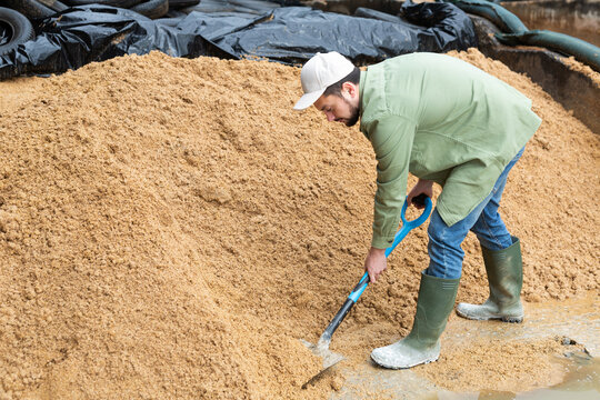 Man farmer with shovel working on dairy farm with beer bagasse, natural cattle feed from brewers waste