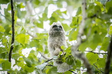 北海道の6月、トラフズクの雛。
