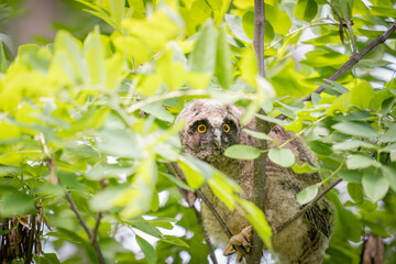 Obraz premium 北海道の6月、トラフズクの雛。 