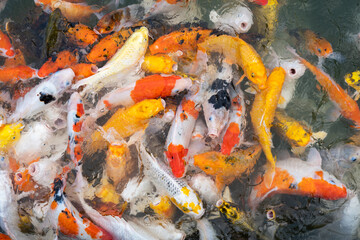 fish swimming in the pond