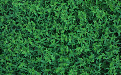 緑の草のテクスチャ 背景素材